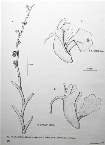 Lan Mắt trúc - Dendrobium dalatense