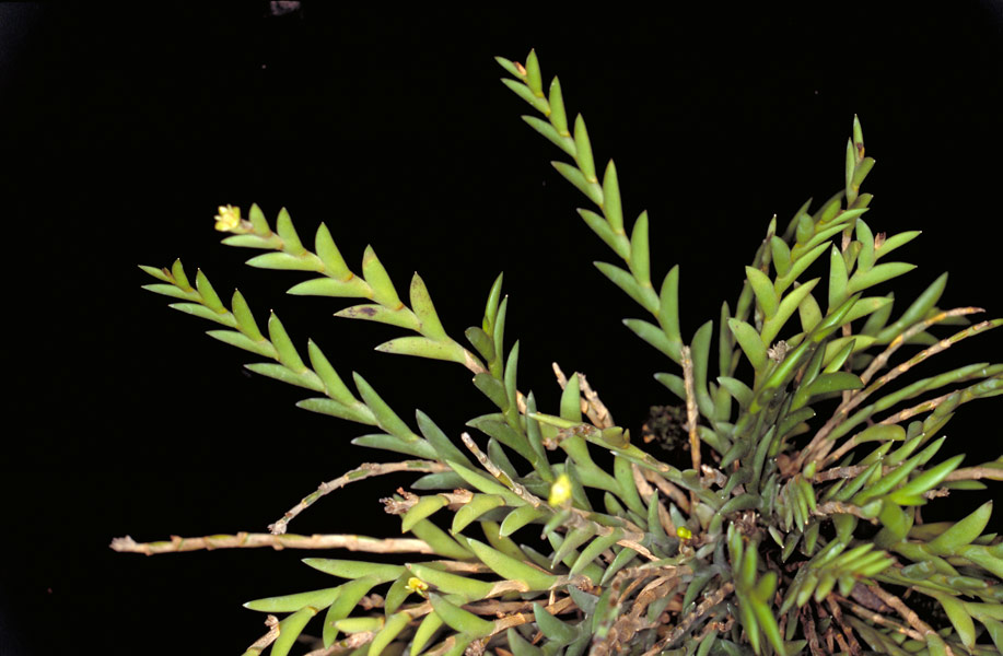 Hoàng thảo Đắc min - Dendrobium indivisum