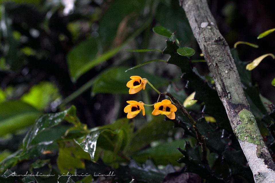 Dendrobium gibsonii Paxton