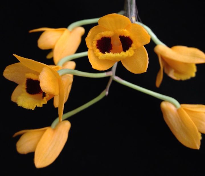 Dendrobium gibsonii Paxton