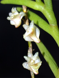Lan Mắt trúc - Dendrobium dalatense - Hoàng thảo đà lạt