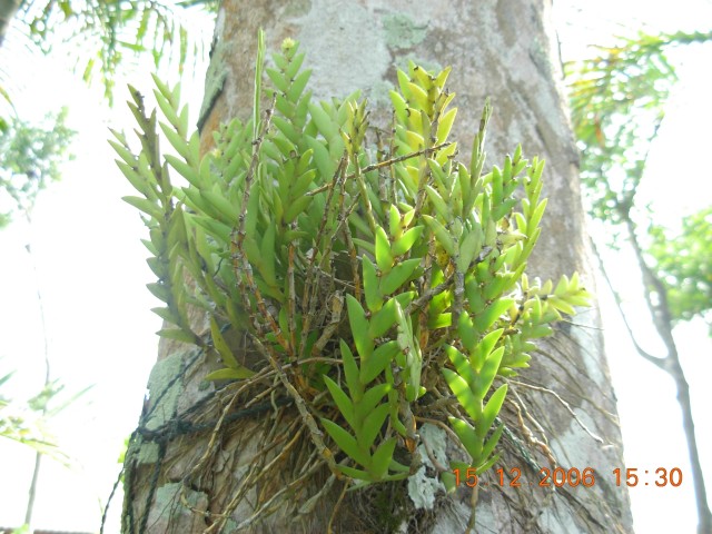 Hoàng thảo Đắc min - dendrobium indivisum