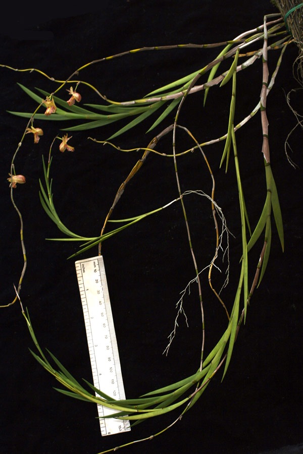 Dendrobium acaciifolium
