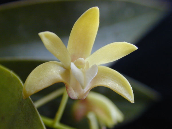 Dendrobium adae