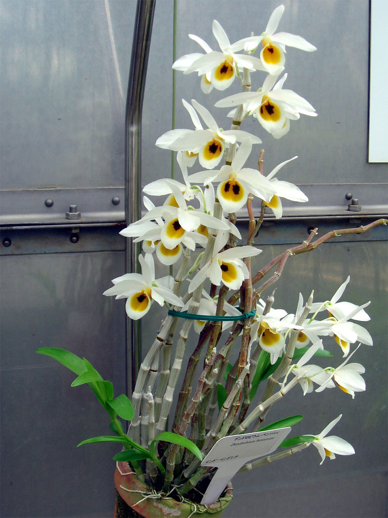Dendrobium bensoniae - Hoàng thảo Benson