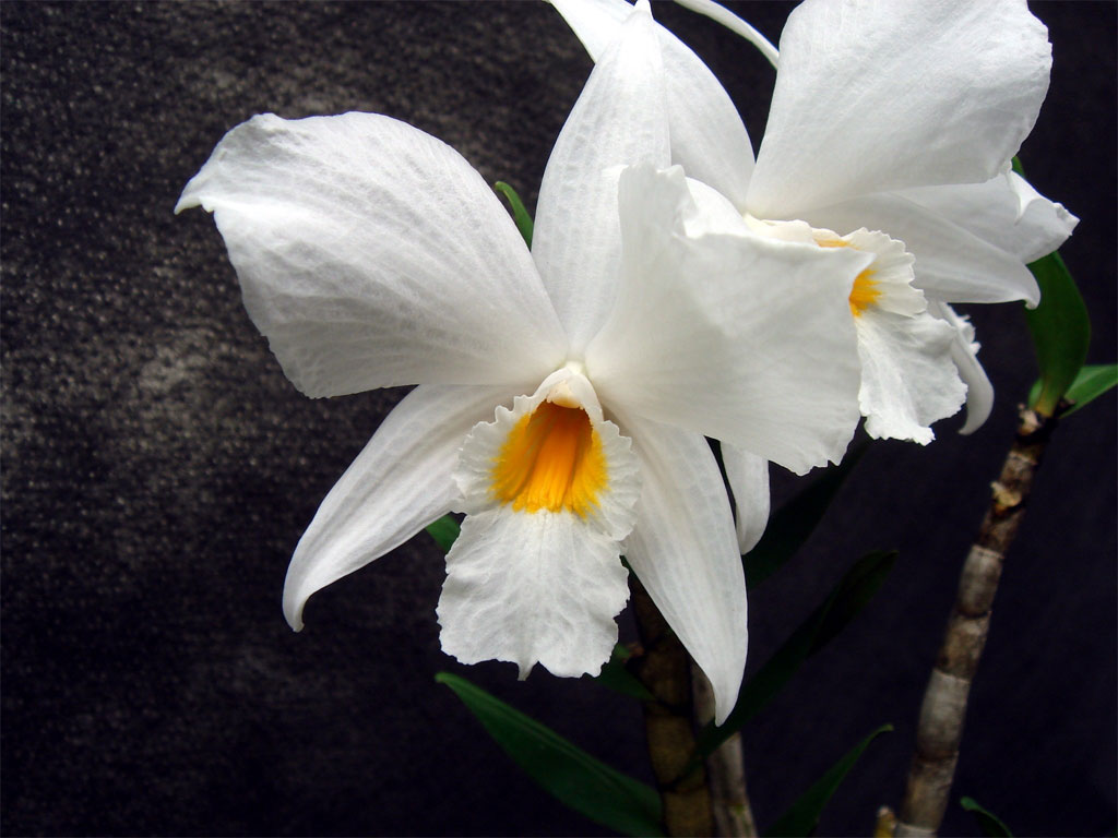 Lan hoàng thảo bù đăng - Dendrobium infundibulum
