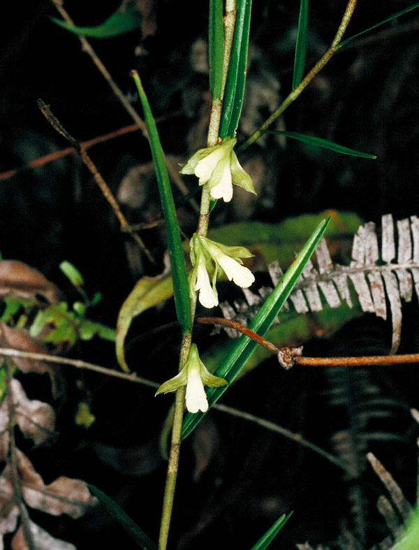 Hoàng thảo bùn - Dendrobium lobbii