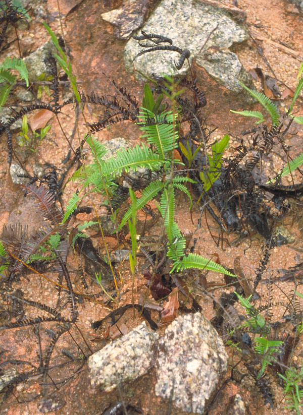 Hoàng thảo bùn - Dendrobium lobbii