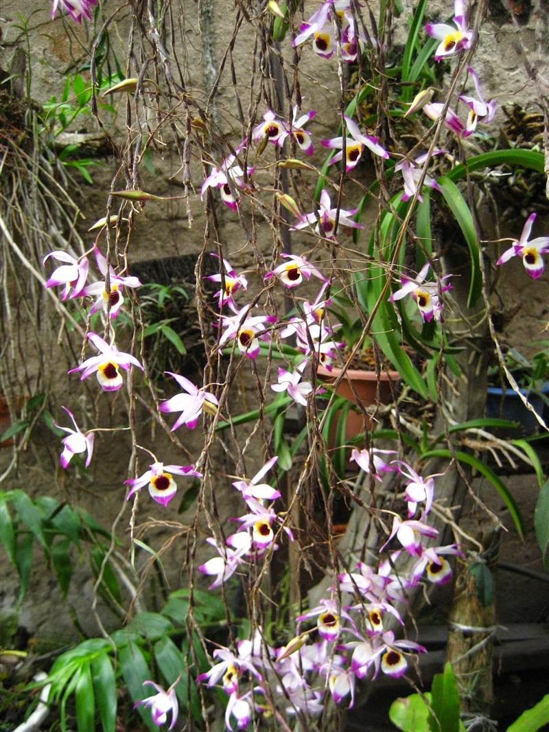 Hoàng thảo trúc mành - Dendrobium falconeri