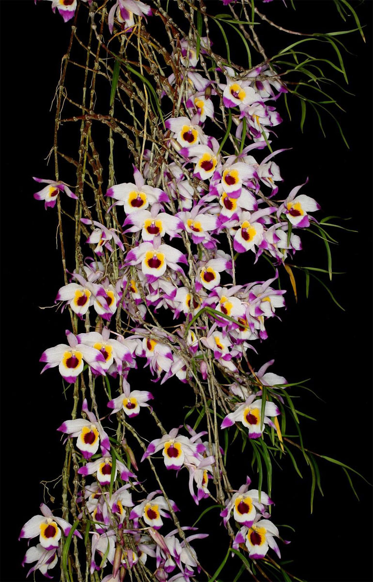 Hoàng thảo trúc mành - Dendrobium falconeri