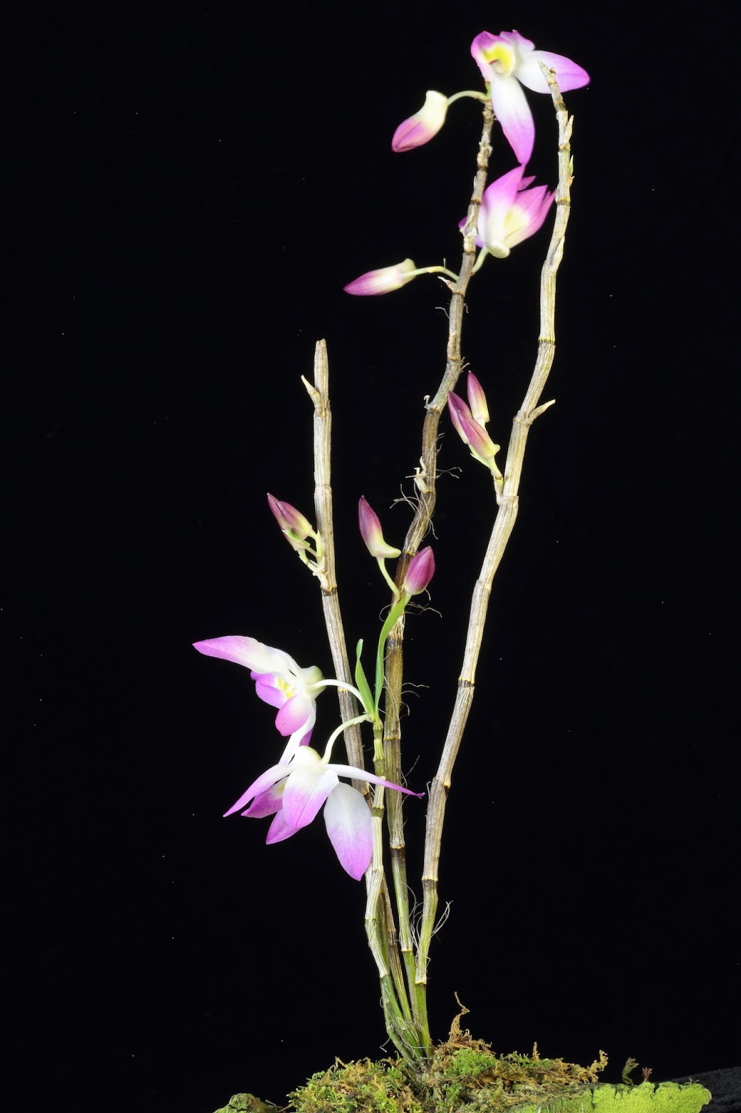 Dendrobium vietnamense - Hoàng thảo Việt Nam