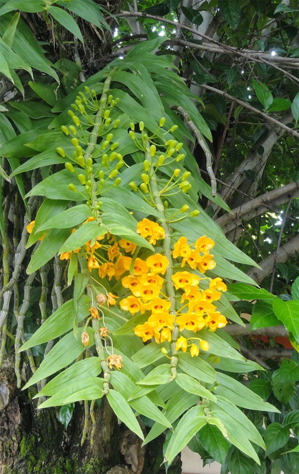 Cách trồng và chăm sóc lan phi điệp vàng Dendrobium chrysanthum
