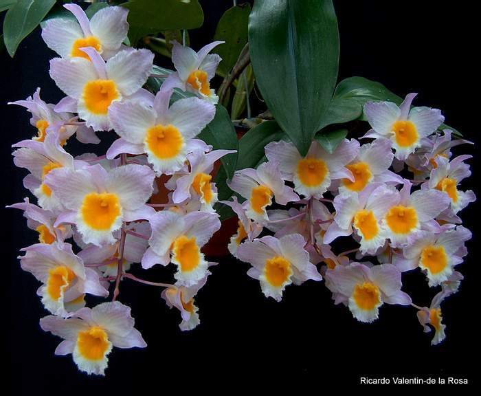 cách trồng và chăm sóc lan Kiều Vuông - Dendrobium Farmeri