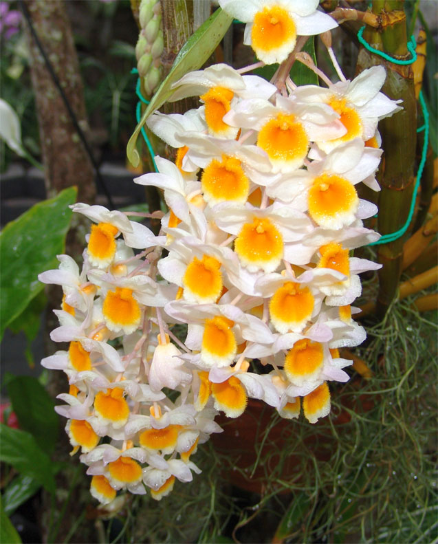 cách trồng và chăm sóc lan Kiều vàng - Dendrobium thyrsiflorum