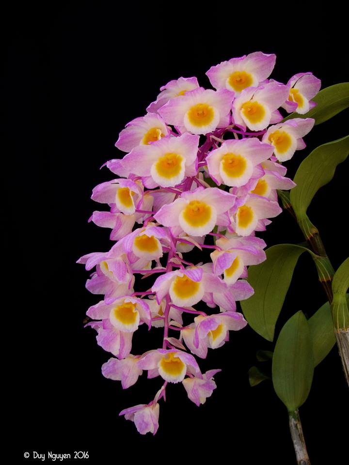 cách trồng và chăm sóc lan Kiều Hồng - Dendrobium amabile