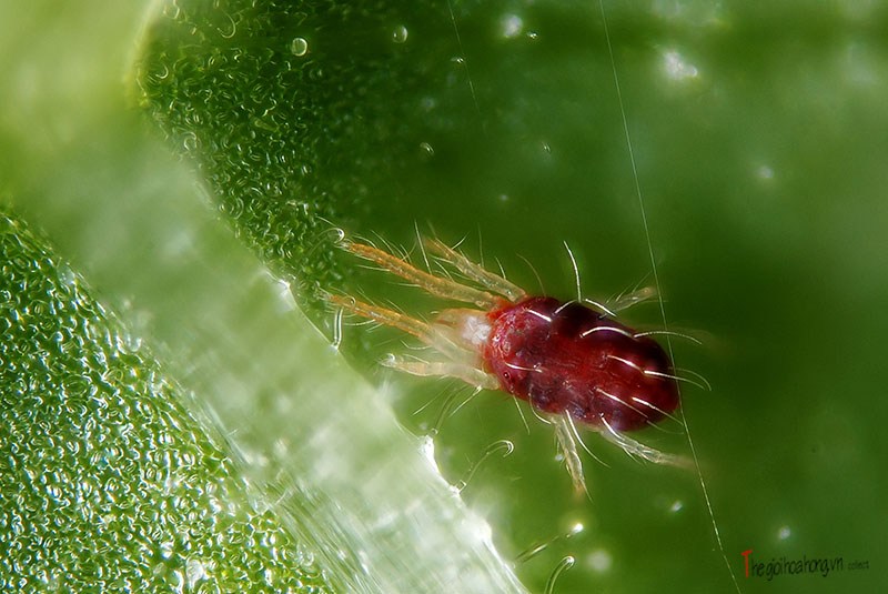 Cách chữa trị nhện đỏ trên hoa phong lan 