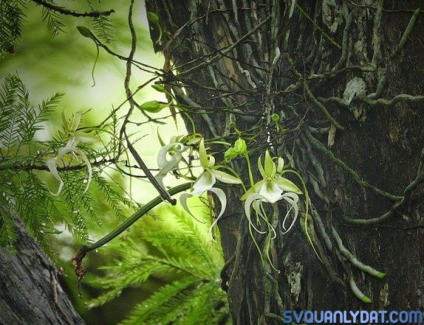 Phong lan ma – loài phong lan hiếm nhất thế giới