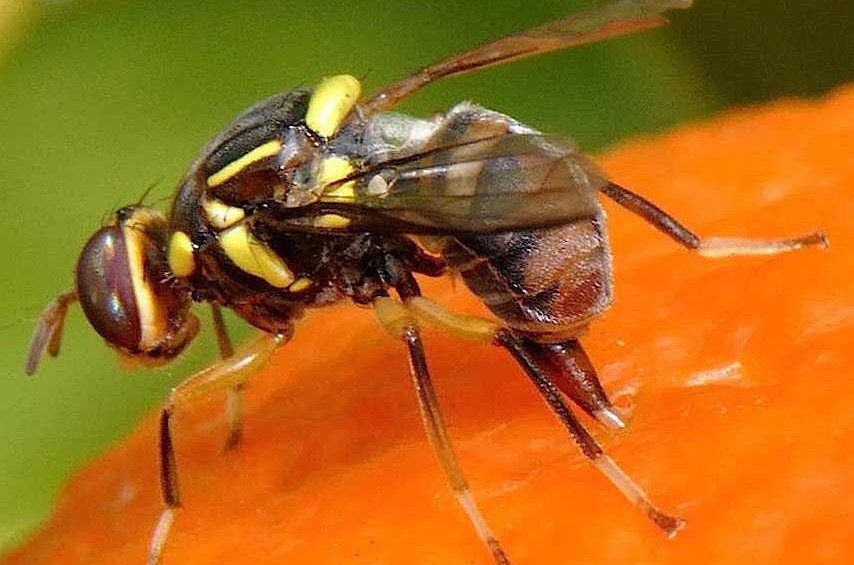 Ruồi vàng, ruồi đục trái gây hại trên lan