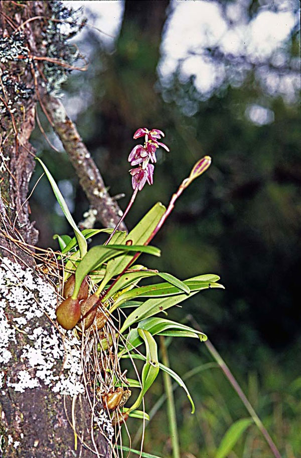 Lan đại bao trung - Sunipia annamensis