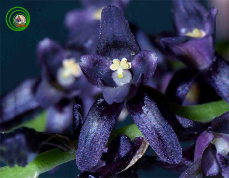 Lan đại bao hoa đen - Sunipia nigricans
