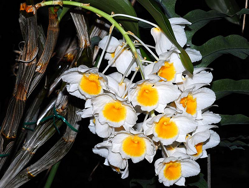 Dendrobium palpebrae, thủy tiên trắng, hoàng thảo thủy tiên vàng