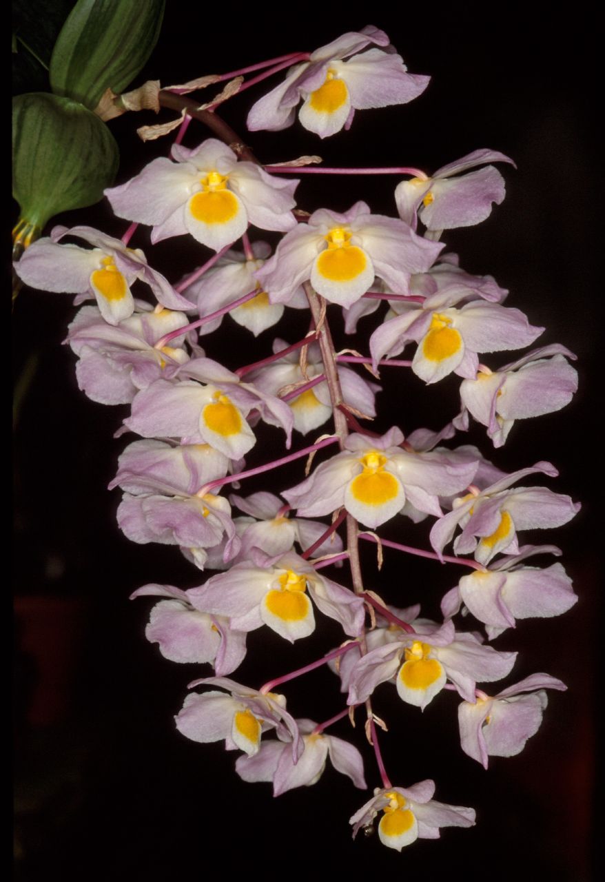 Thủy tiên tím, kiều tím, kiều hường, kiều hồng – Dendrobium amabile