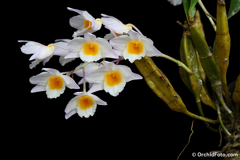 Thủy tiên trắng – Dendrobium farmeri – Kiều trắng, kiều vuông