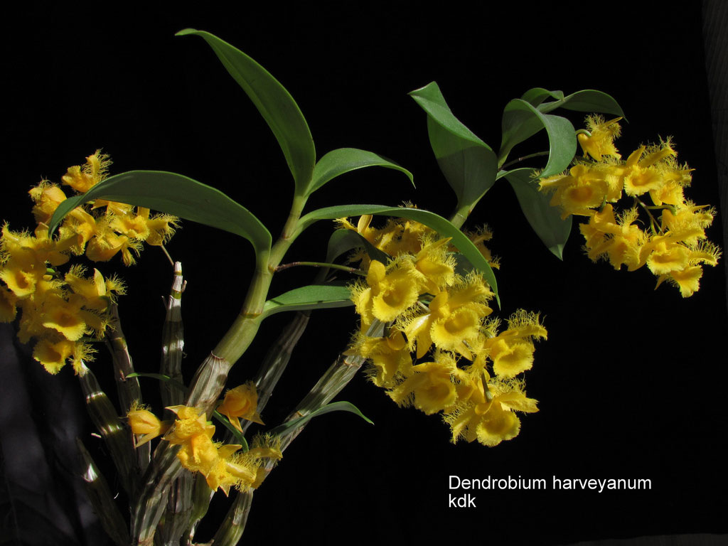 Thủy tiên tua, thủy tiên râu cánh - Dendrobium harveyanum