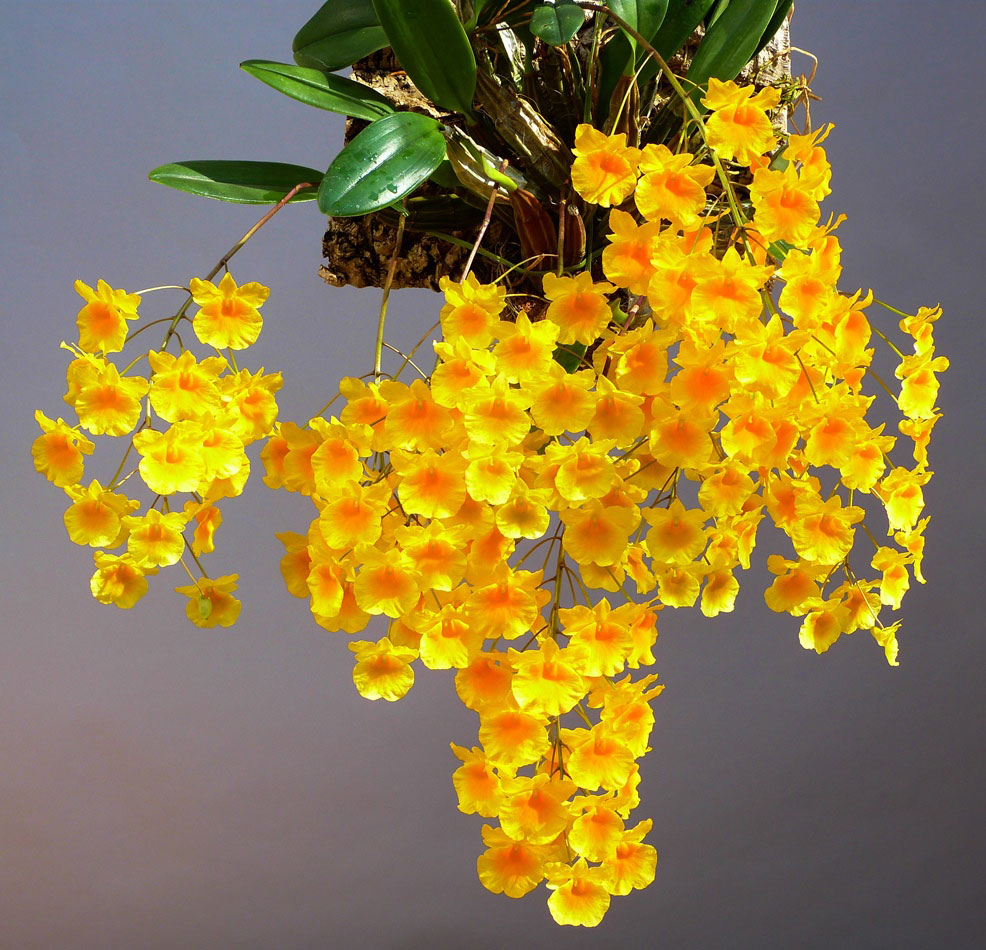 Dendrobium lindleyi – Dendrobium aggregatum, Hoàng thảo Vẩy rồng