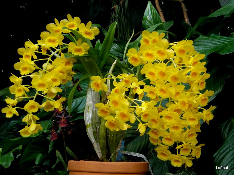 Thủy Tiên Vàng, Hoàng Lạp - Dendrobium chrysotoxum
