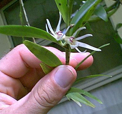 Dendrobium adamsii