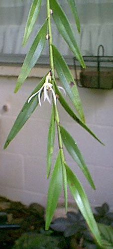 Dendrobium adamsii