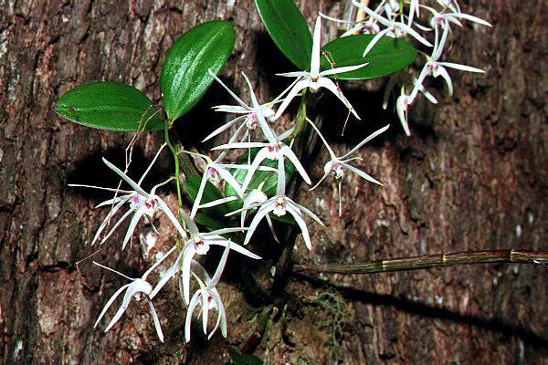 Dendrobium aemulum