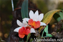 Bạch hỏa hoàng - Dendrobium bellatulum