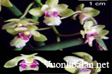 Loài lan Dáng hương phong Aerides phongii mới ở Ninh Thuận