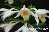 Hoàng thảo long tu - Dendrobium longicornus