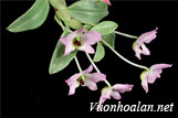 Hoàng thảo lưỡi tím - Dendrobium trantuanii