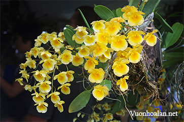 Đặc điểm nuôi trồng một số loại lan Dendrobium
