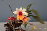 Hoàng thảo Hỏa Hoàng - Dendrobium bellatulum Rolfe