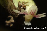 Hoàng thảo móng rồng - Dendrobium aloifolium