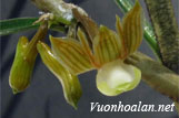 Hoàng thảo mảnh - Dendrobium pachyglossum