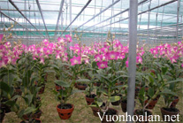 Kiến thức cơ bản trồng, chăm sóc Dendrobium