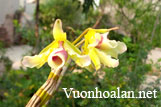 Hoàng thảo xoắn - Dendrobium tortile Lindl