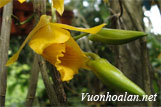 Hoàng thảo tam đảo - Dendrobium daoense