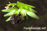 Hoàng thảo thõng - Dendrobium hemimelanoglossum