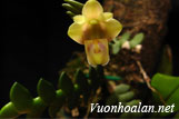 Hoàng thảo tai hổ - Dendrobium leonis
