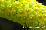 Lan quạt lá đuôi diều - Oberonia iridifolia