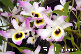Hoàng thảo chuỗi ngọc - Dendrobium findlayanum