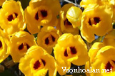 Phi điệp vàng - Dendrobium chrysanthum