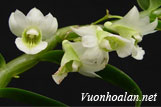 Hoàng thảo xanh - Dendrobium oligophyllum